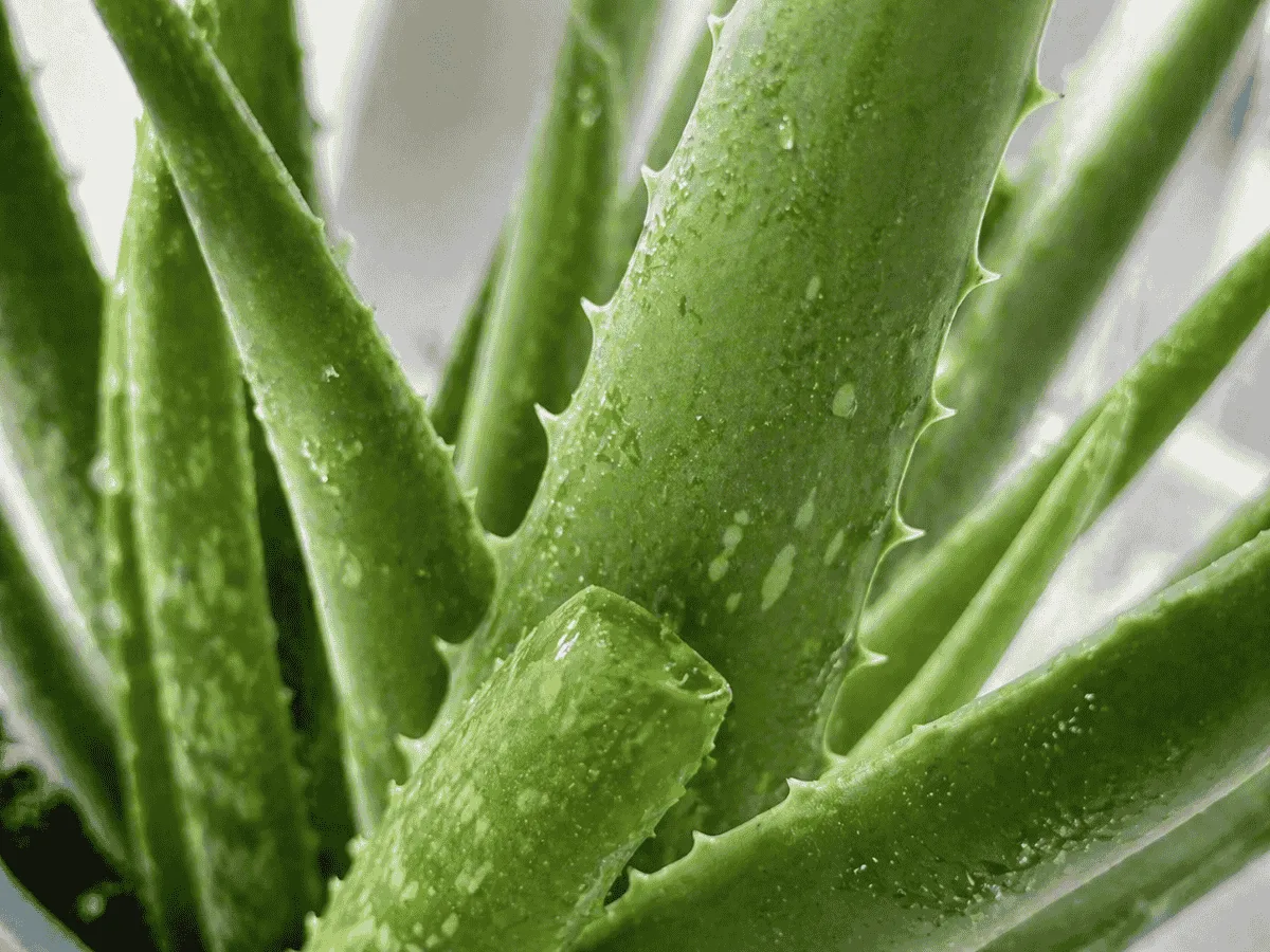 Close-up of aloe vera leaves with water droplets