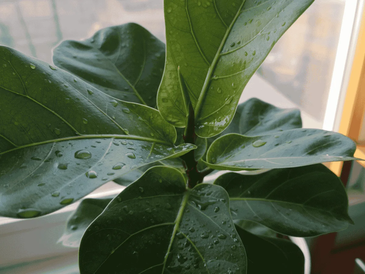 Healthy dark green ficus leaves with water droplets in natural light