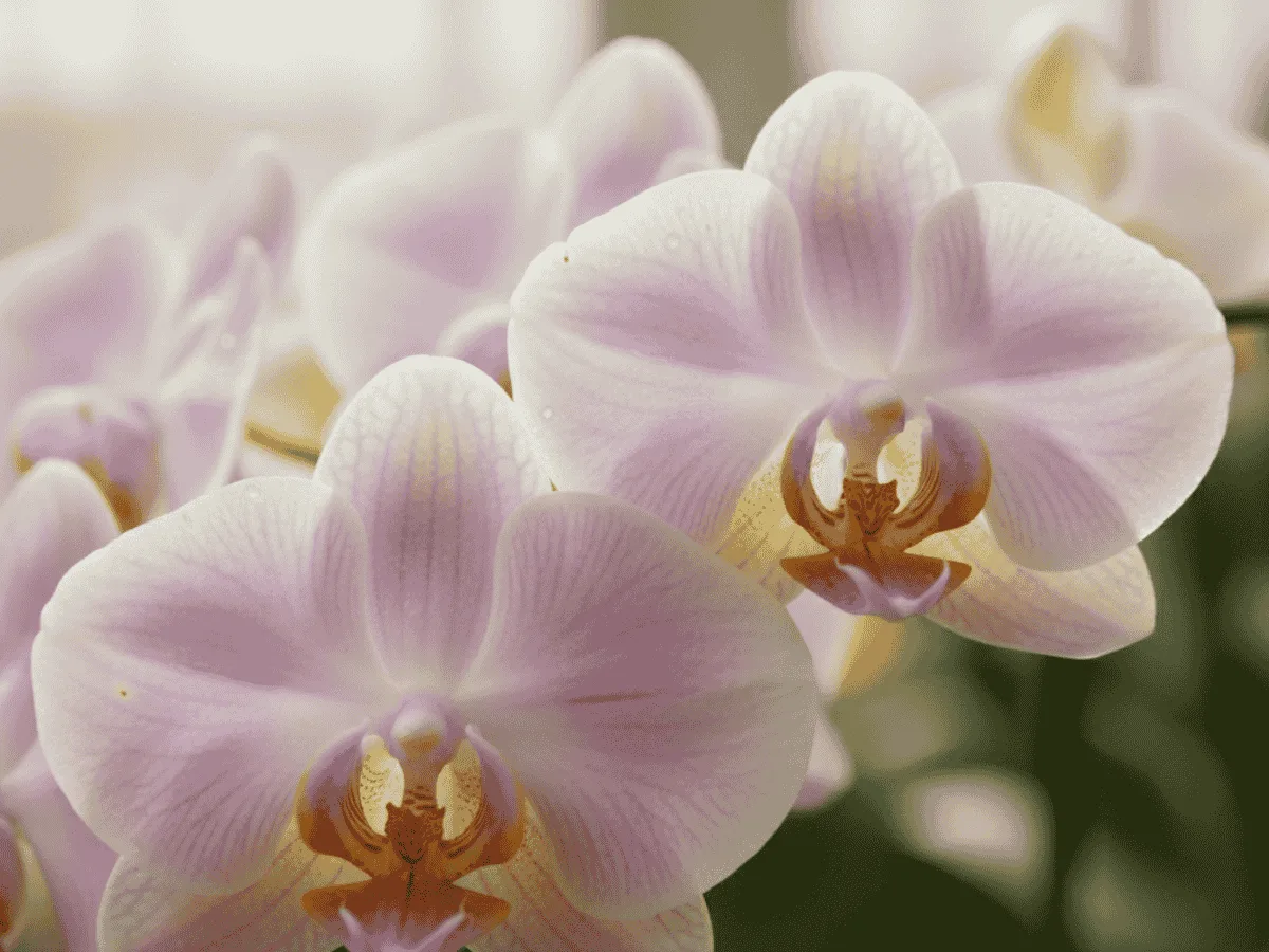 Pink phalaenopsis orchids in full bloom with close-up flower detail