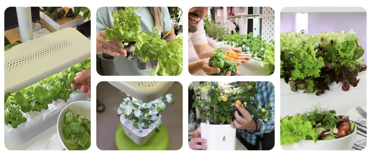 Various plants from the Urbi smart garden: basil, lettuce, cherry tomato, and culinary herbs