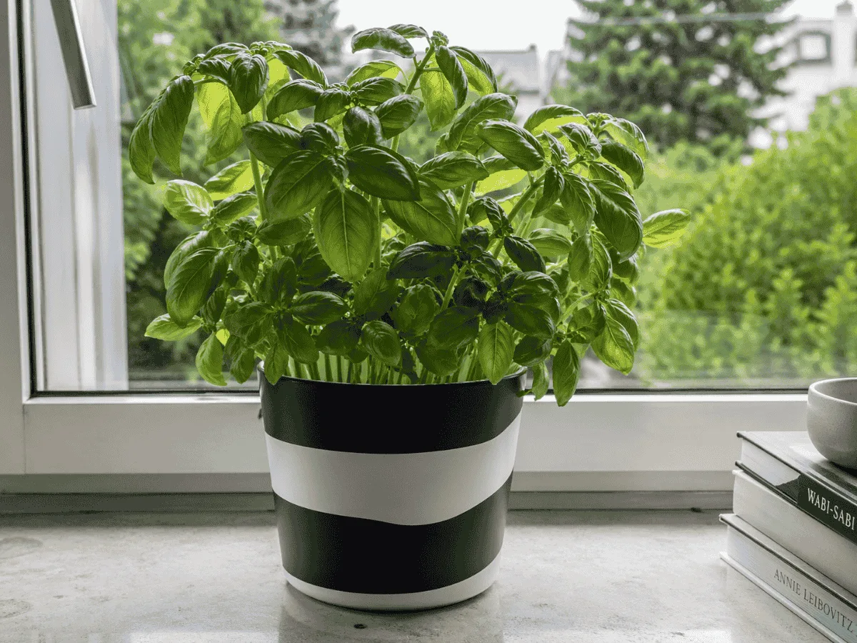 Fresh basil in a ceramic pot on a windowsill with natural light