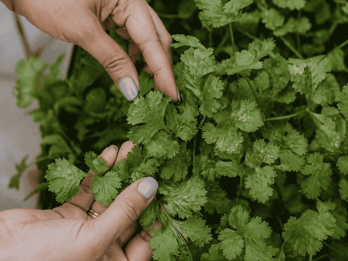 Hands picking fresh coriander leaves straight from the plant