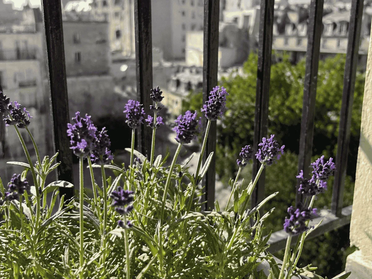 Lavender in bloom in a pot on a balcony with a city view in the background