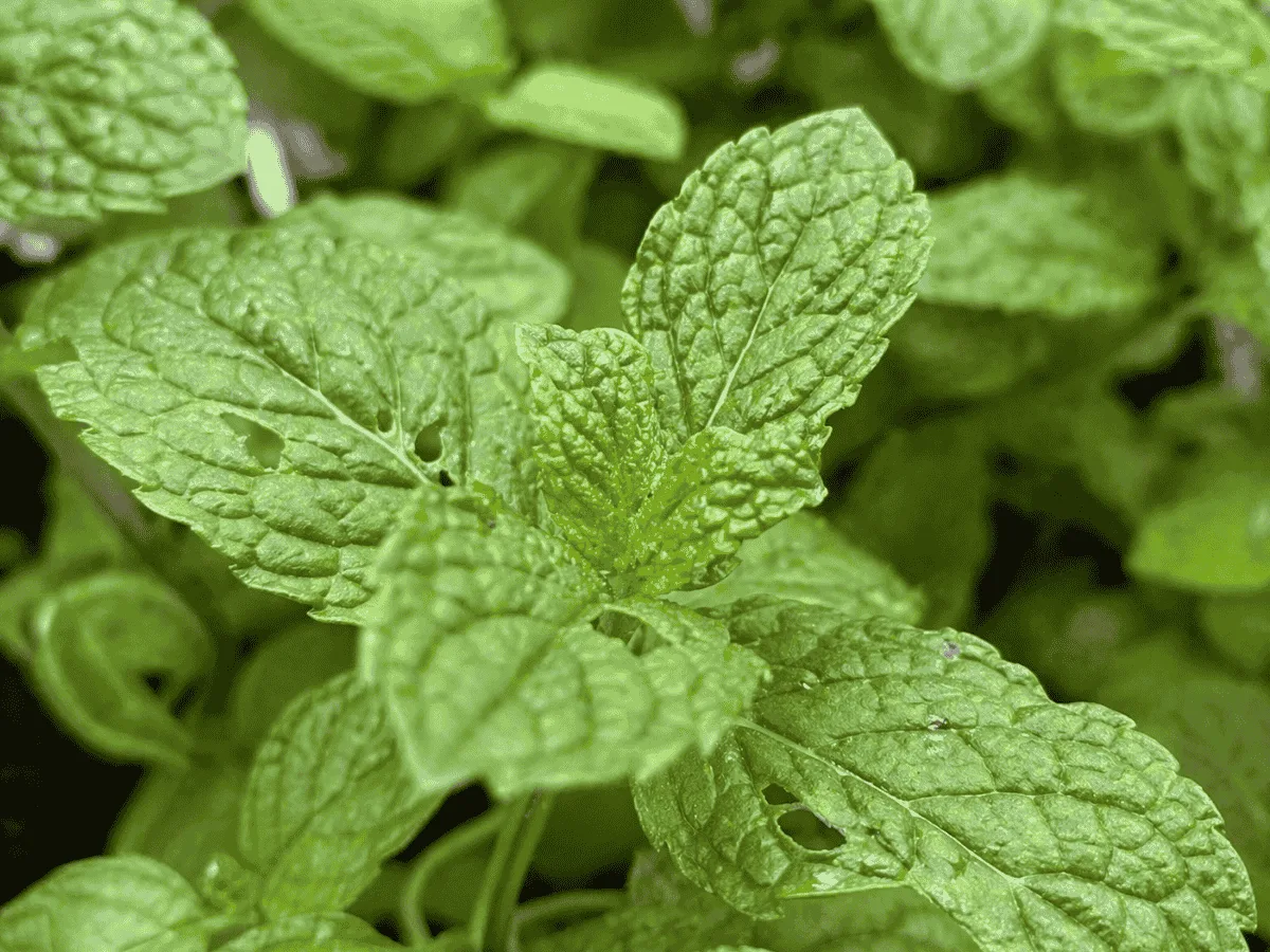 Close-up of fresh mint leaves with visible texture and clear veins