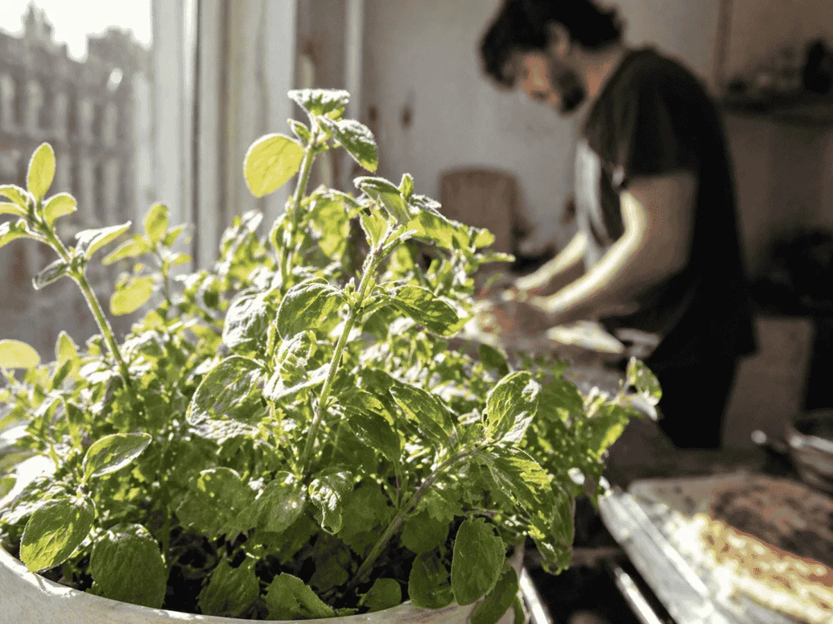 Oregano in a pot on a kitchen window, food being prepared in the background