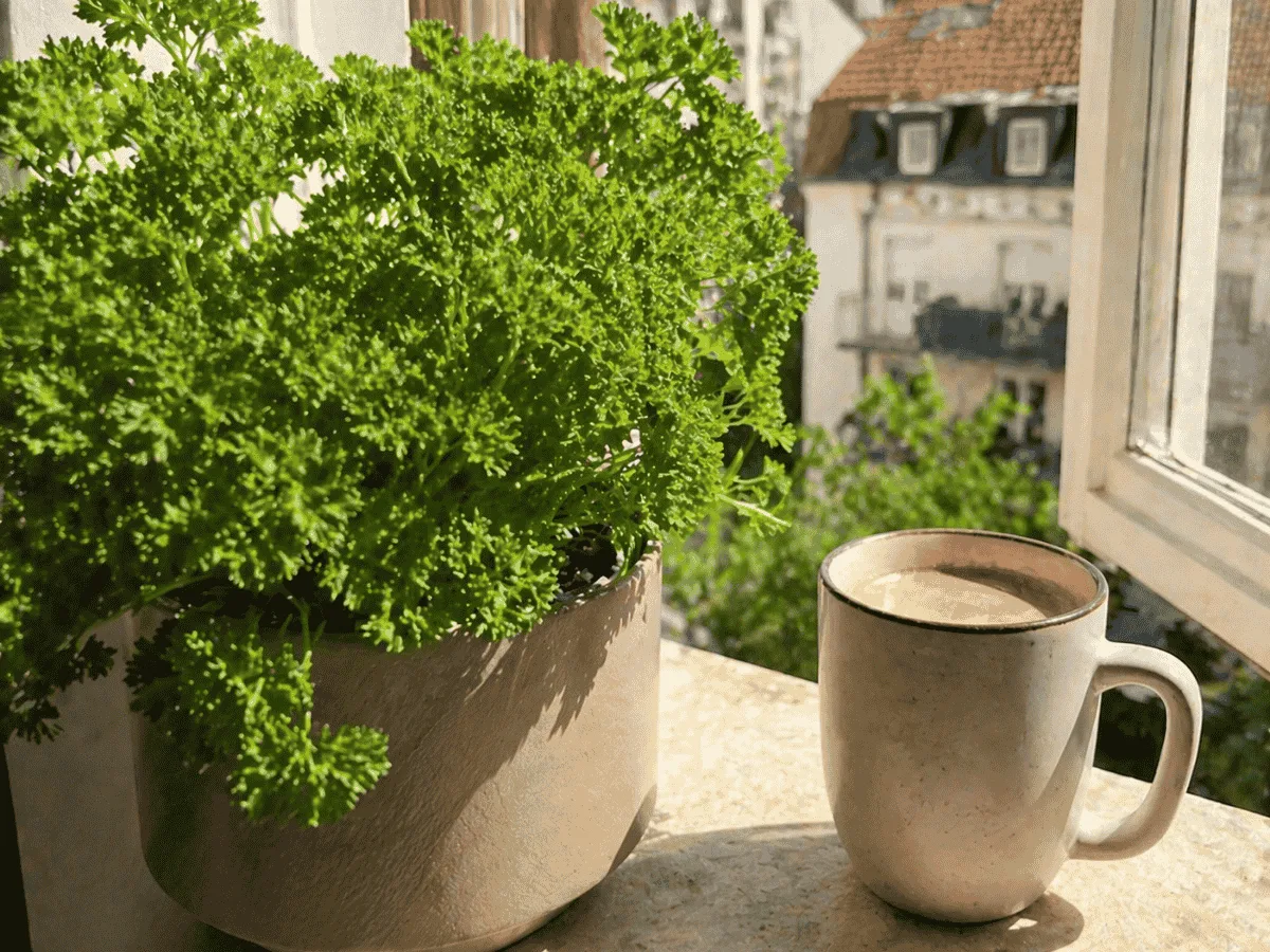 Curly parsley in a pot on a windowsill next to a cup of coffee