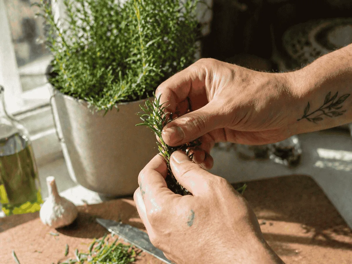 Hands picking fresh rosemary from a potted plant during meal prep