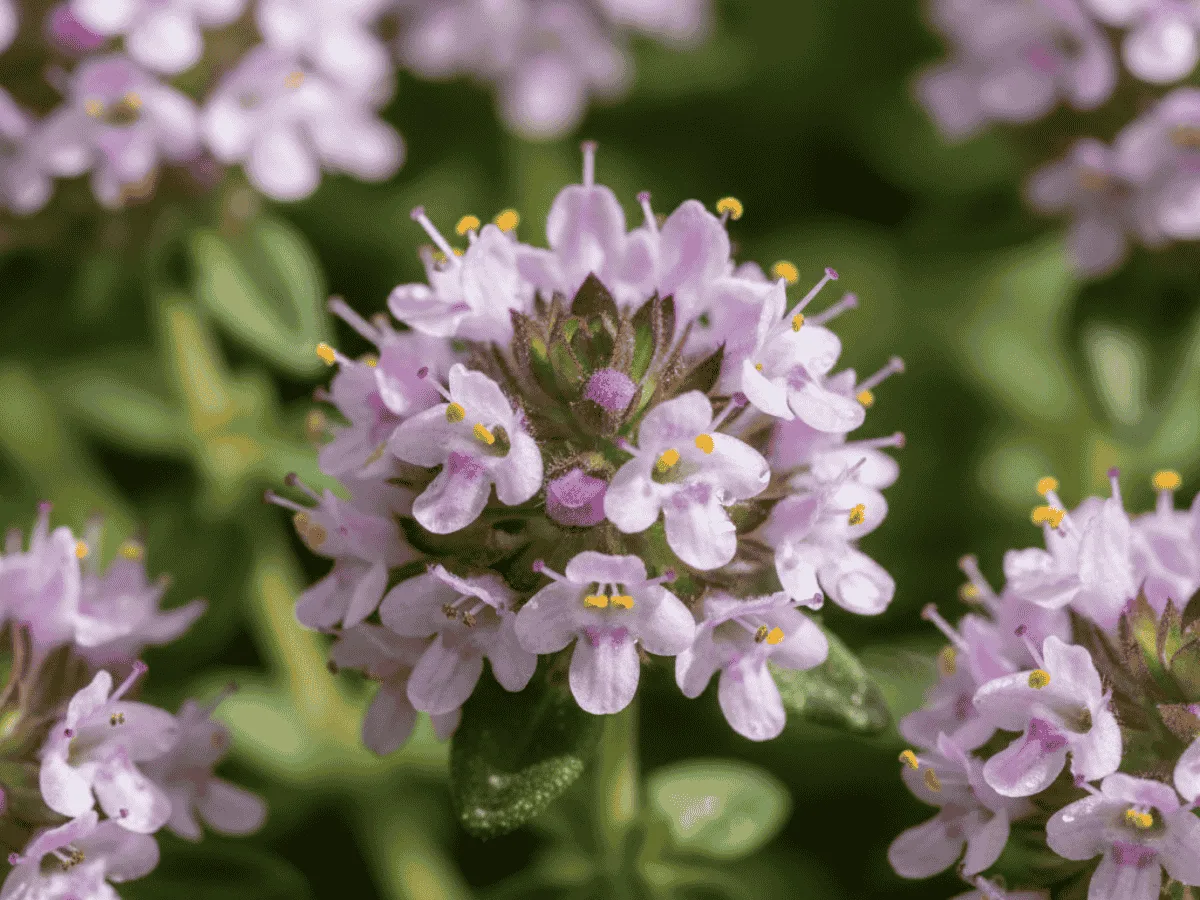 Flowering thyme with small purple flowers in a natural setting