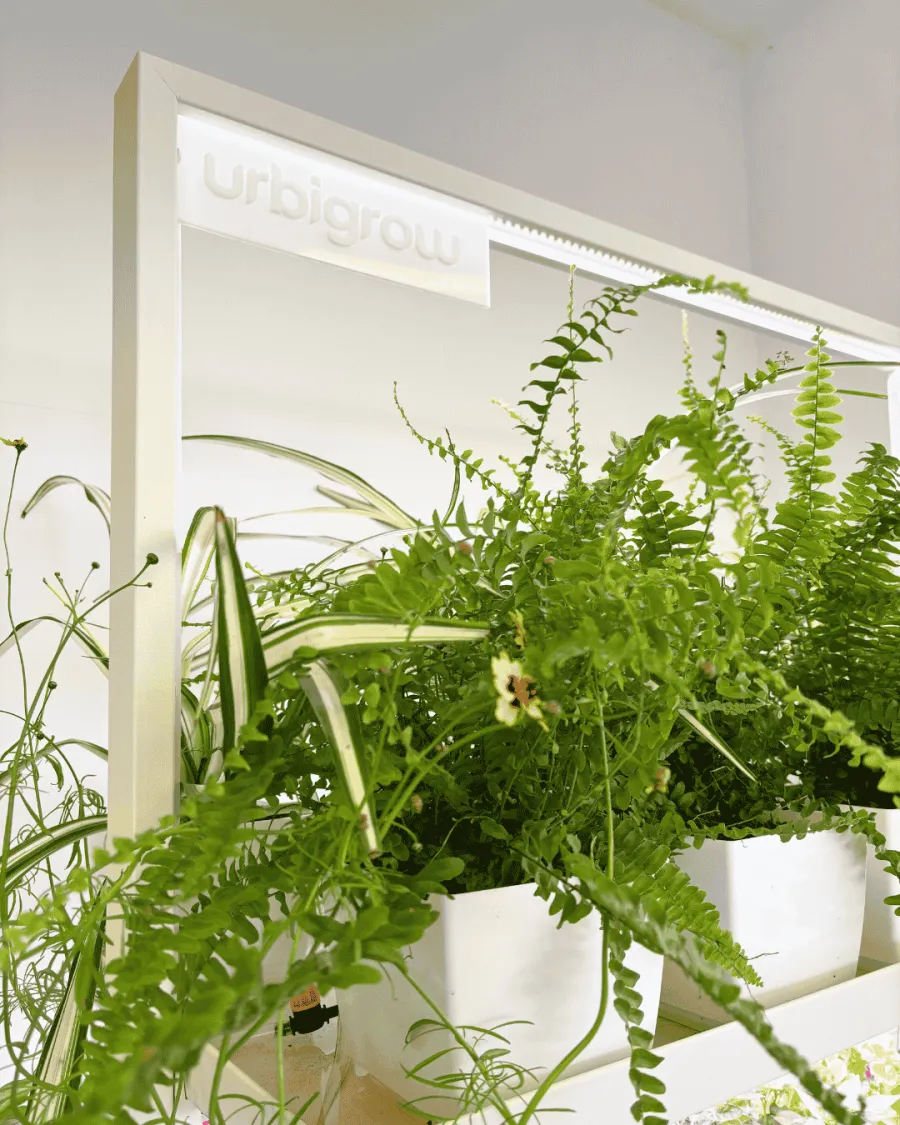 UrbiGrow Pro shelf in an office space