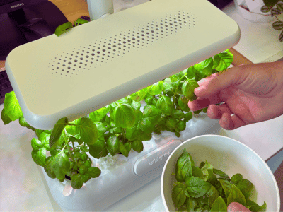 Stefan sa Urbi baštom