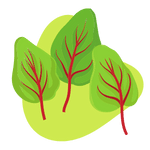 Red-veined sorrel greens