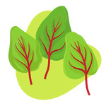 Red-veined sorrel greens