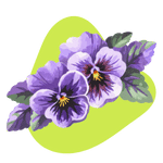 Wild Pansy