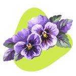 Wild Pansy