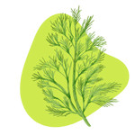 Dill