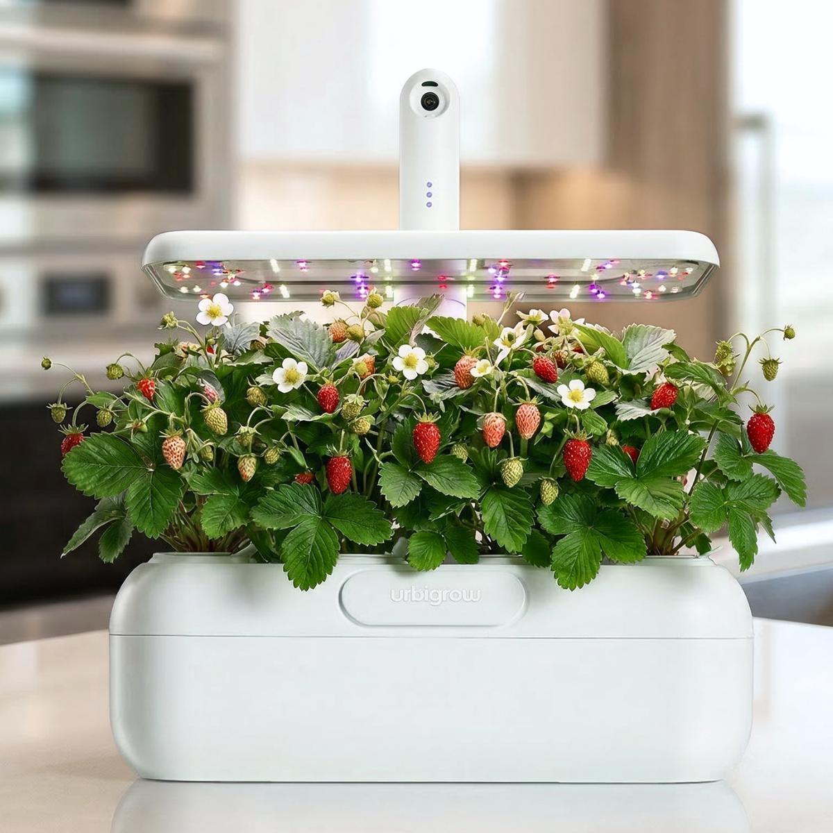 Urbi pametna bašta sa šumskim jagodama