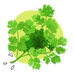 French Parsley