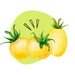 Yellow tomato