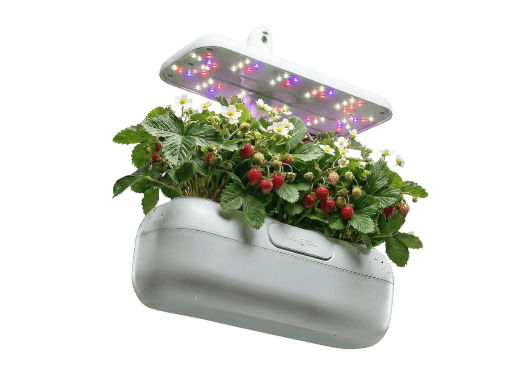 Urbi Gardening Station pametna bašta — starter set sa šumskim jagodama
