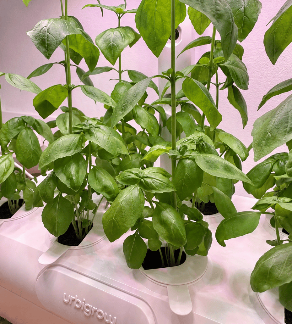 Urbi Gardening Station growing greens at home