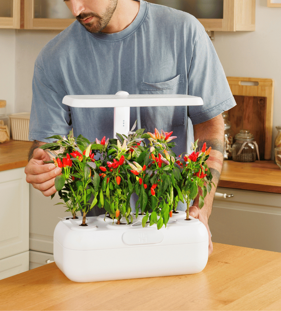 Chilli peppers grown in an Urbi Gardening Station