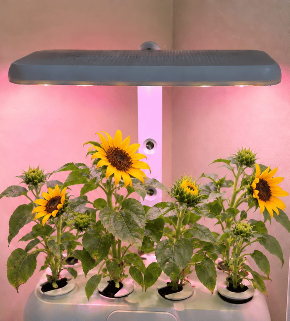 Urbi Gardening Station in a home