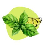 Lemon Basil