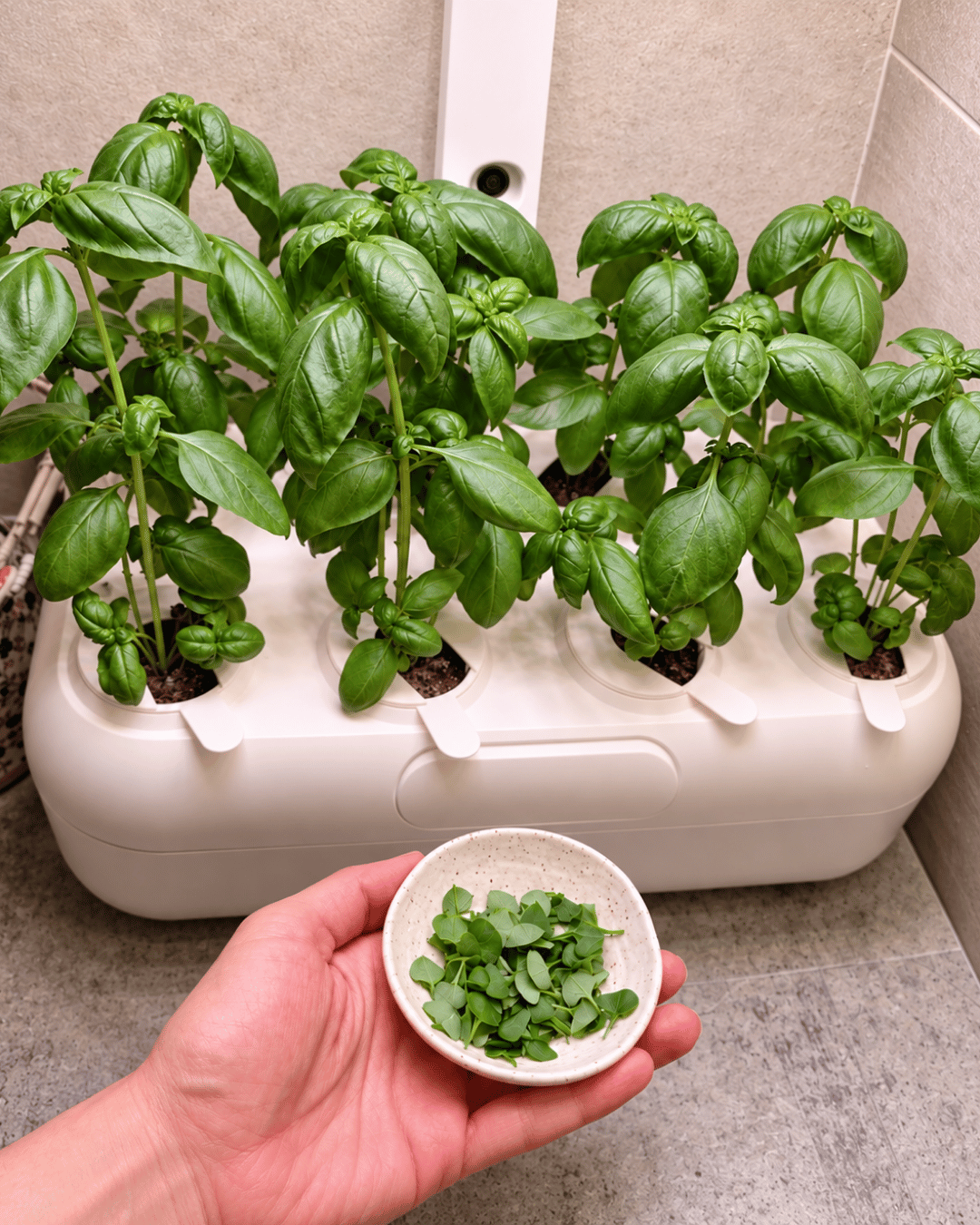 Plants growing in the Urbi indoor garden