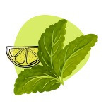 Lemon Balm