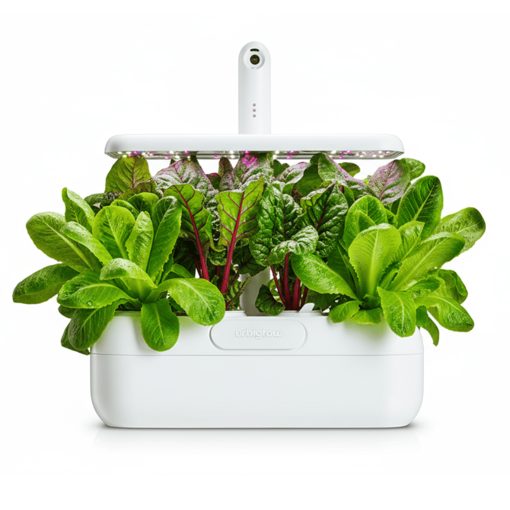 Salads in Urbi garden